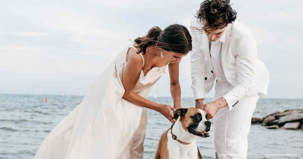 Young couple on theri wedding putting colour on theri brown and white boxer dog. Bride has brown hair and white wedding dress, groom has white suit. They are at the beach. 