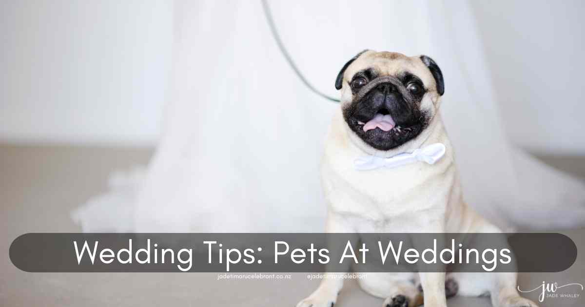 Gorgeous cream pug dog with a wedding bow tie on, being held on its leash by a bride. Timaru Wedding Celebrant Jade Whaley, NZ.