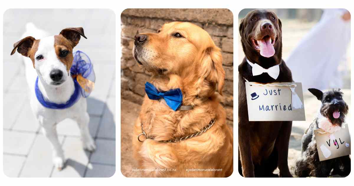 Three separate photos of dogs dressed up for weddings. First is a tan and white dog with blue netting material around its neck. Second, is a golden retriever with a blue bow tie. Third are two dogs with wedding signs. Timaru Wedding Celebrant Jade Whaley, NZ.